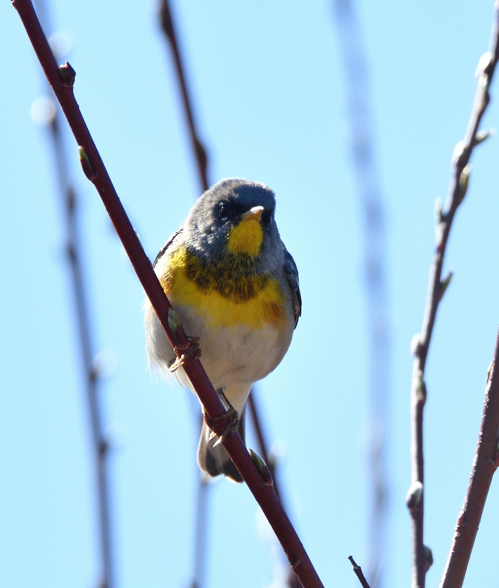 Northern Parula - Sylvain Dallaire