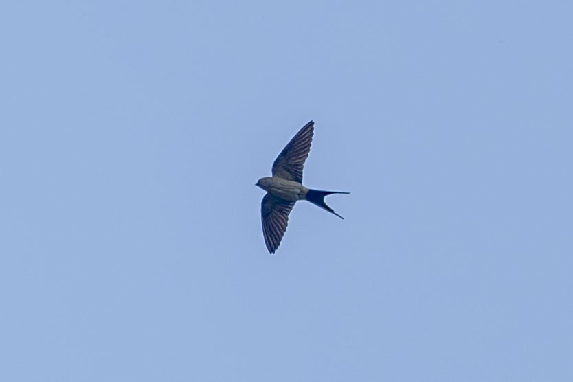 Red-rumped Swallow - Vivek Saggar