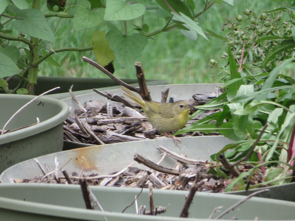 Common Yellowthroat - Paul Sellin