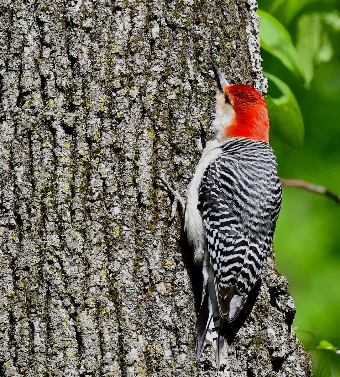 Red-bellied Woodpecker - Kristen Cart