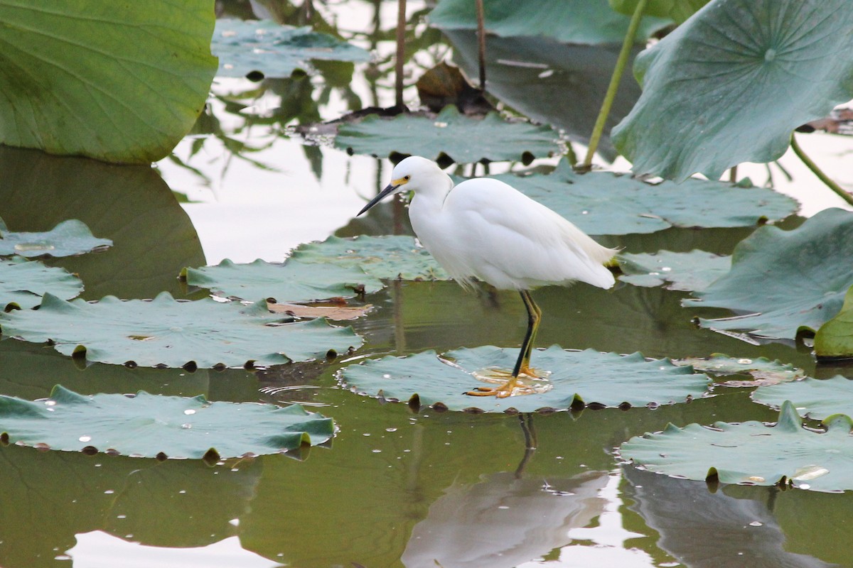 Snowy Egret - ML618814452