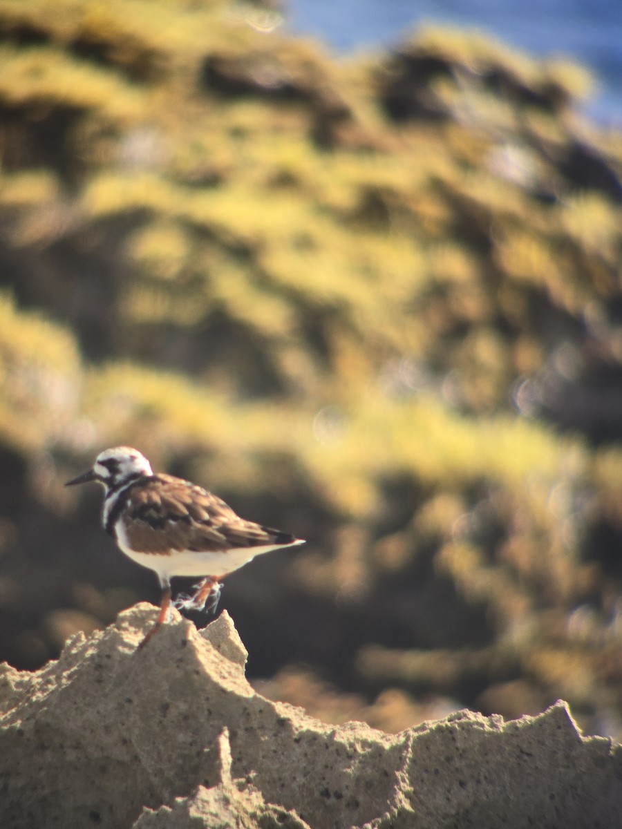 Ruddy Turnstone - ML618814462