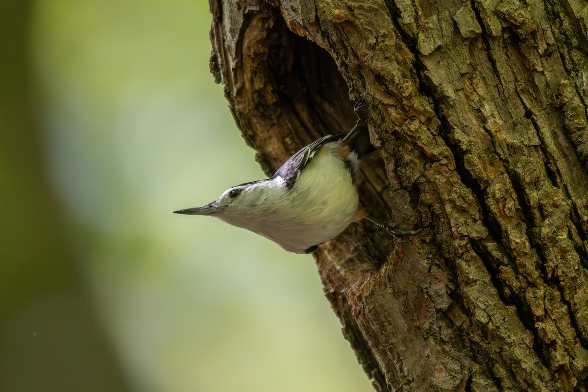 White-breasted Nuthatch - Billy Tran