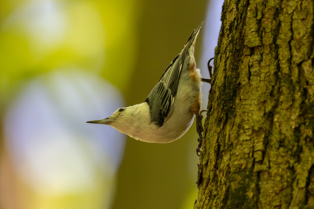 White-breasted Nuthatch - Billy Tran