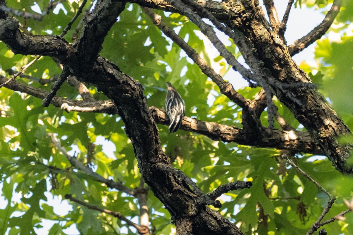 Black-and-white Warbler - ML618814472