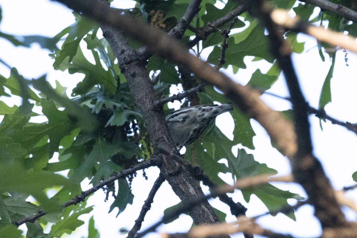 Black-and-white Warbler - ML618814473