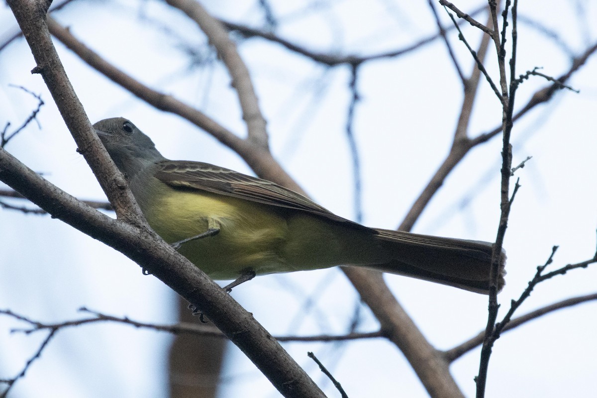 Great Crested Flycatcher - ML618814478