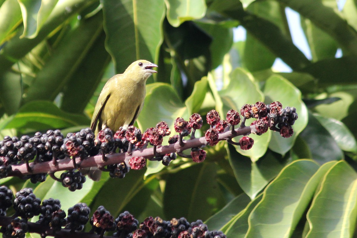 Palm Tanager - Natalia Allenspach