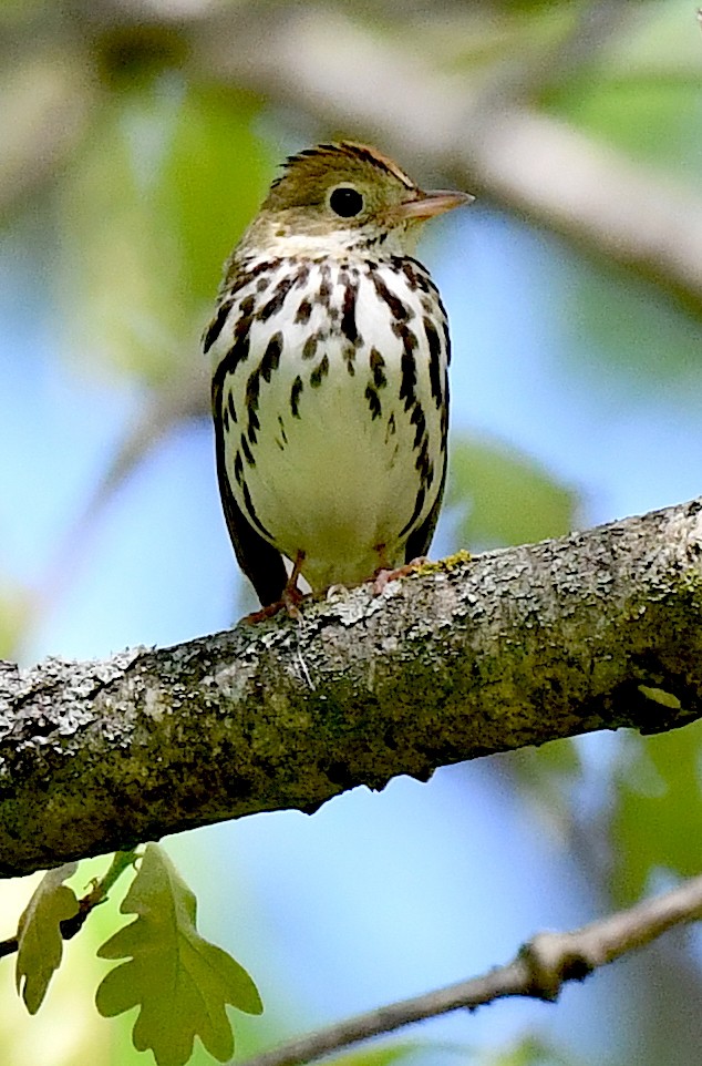 Ovenbird - Kristen Cart