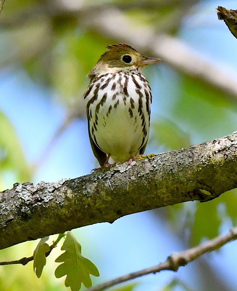 Ovenbird - Kristen Cart