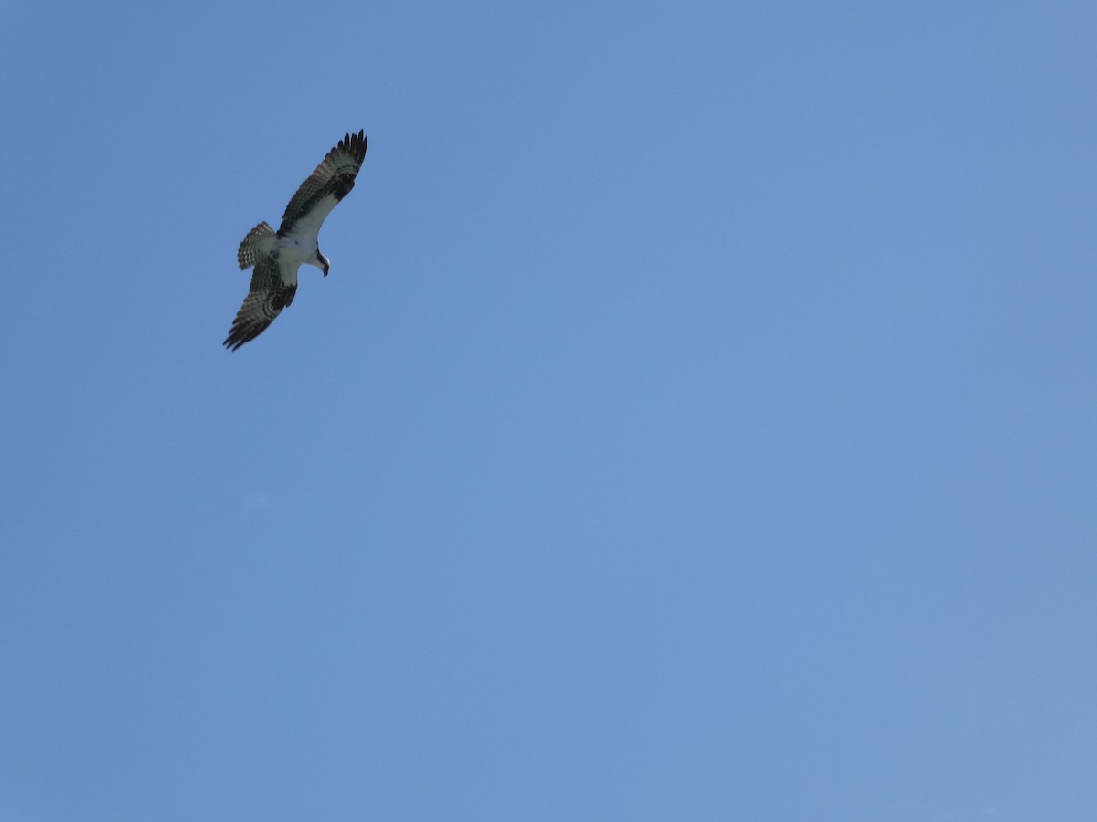 Osprey - Thomas Ouchterlony