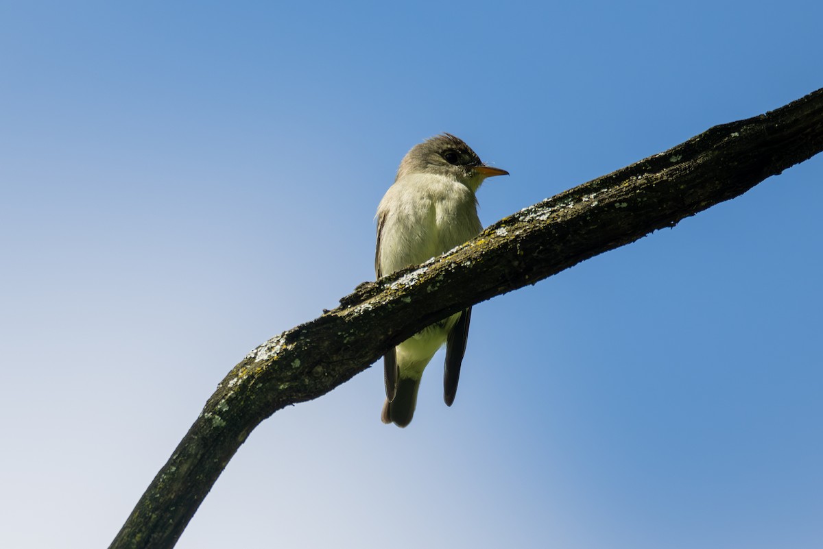 Eastern Wood-Pewee - Billy Tran