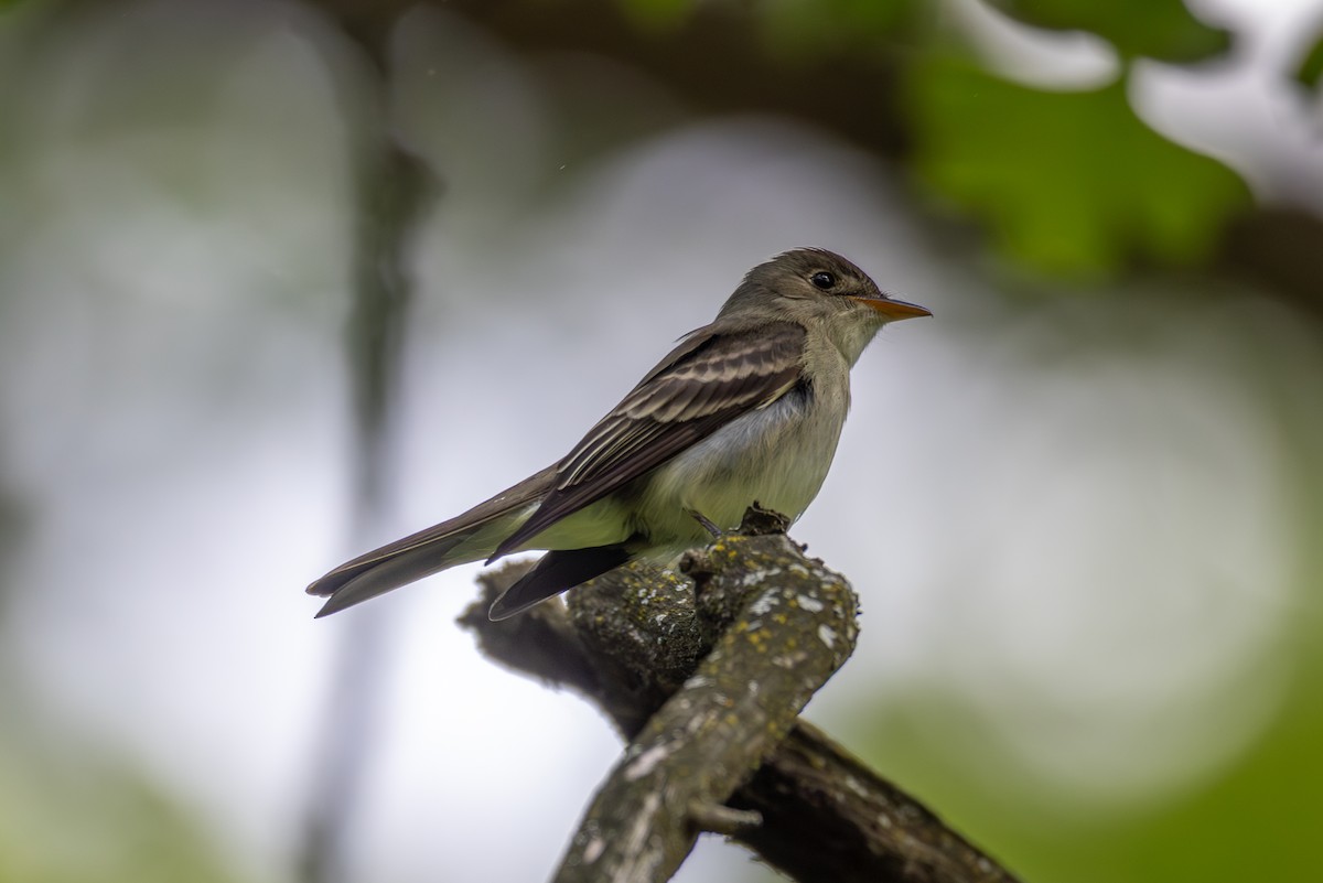 Eastern Wood-Pewee - Billy Tran