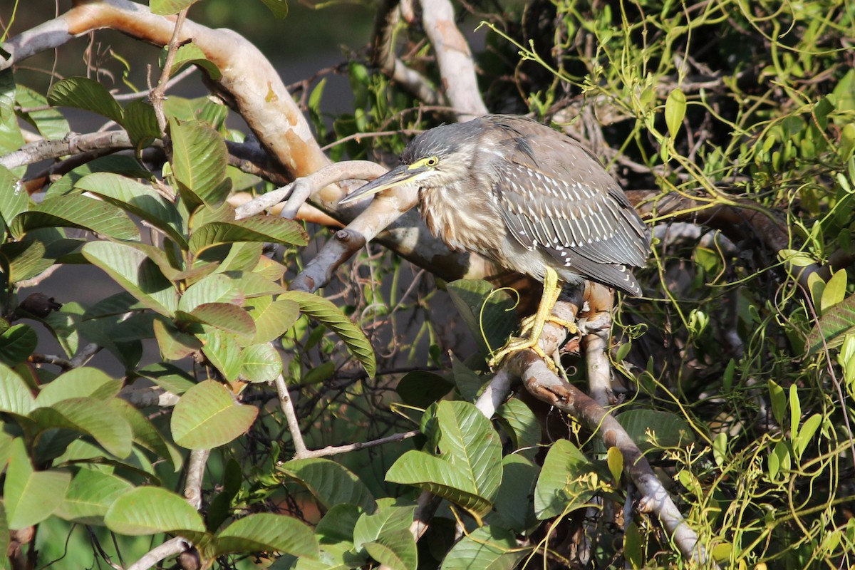 Striated Heron - Natalia Allenspach