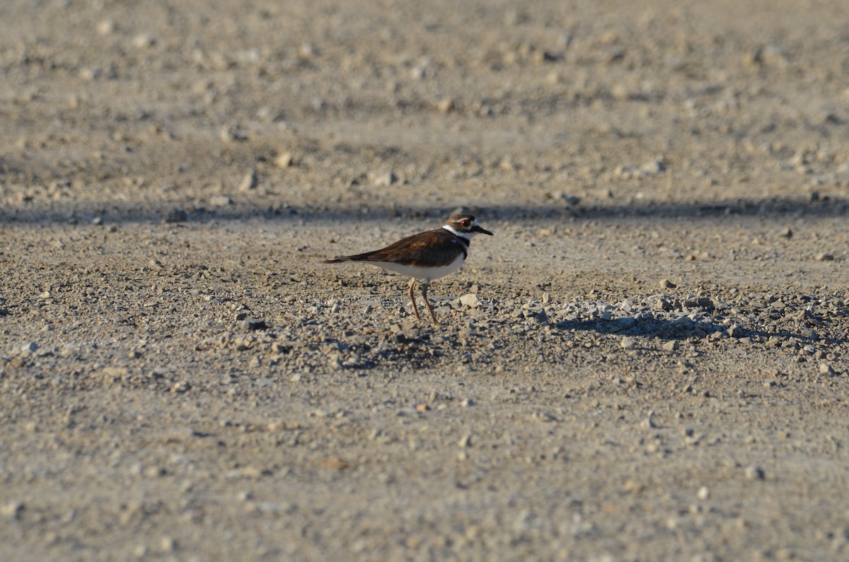 Killdeer - Kerry Beaghan