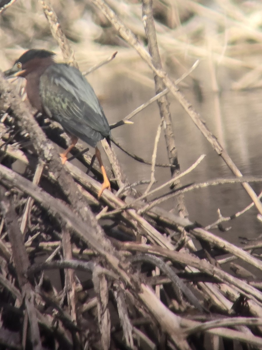 Little Blue Heron - Dimaris Colon