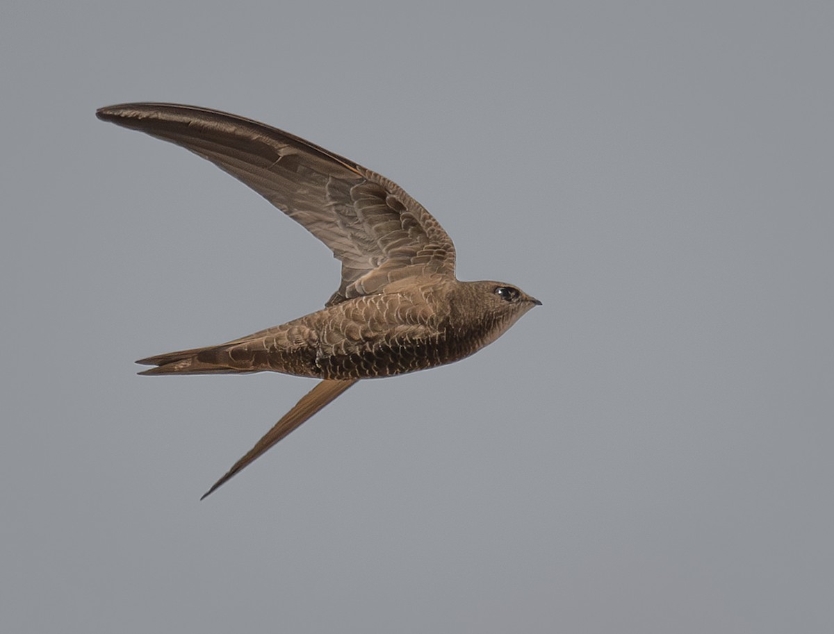 Pallid Swift - Giota Bourneli