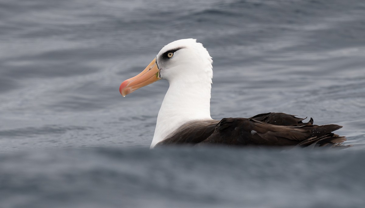 Black-browed Albatross (Campbell) - Miguel  Mejias