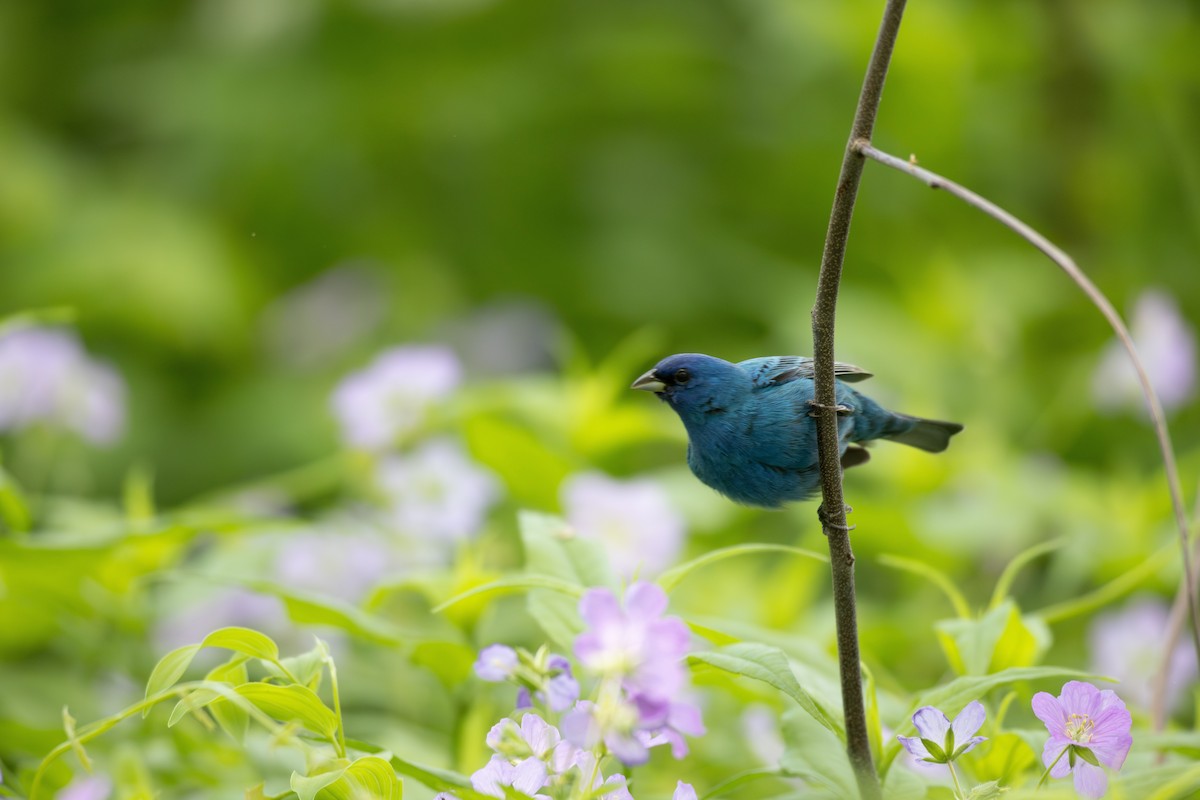 Indigo Bunting - Billy Tran