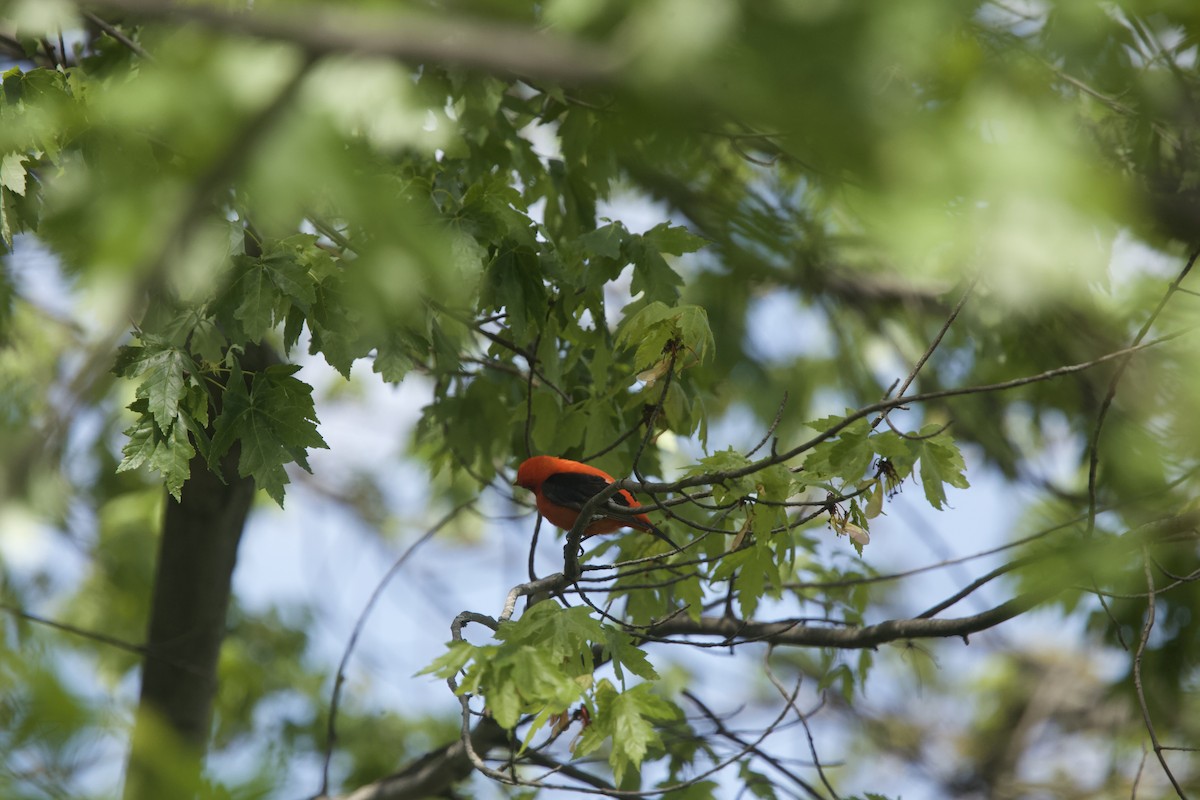 Scarlet Tanager - Paul Miller