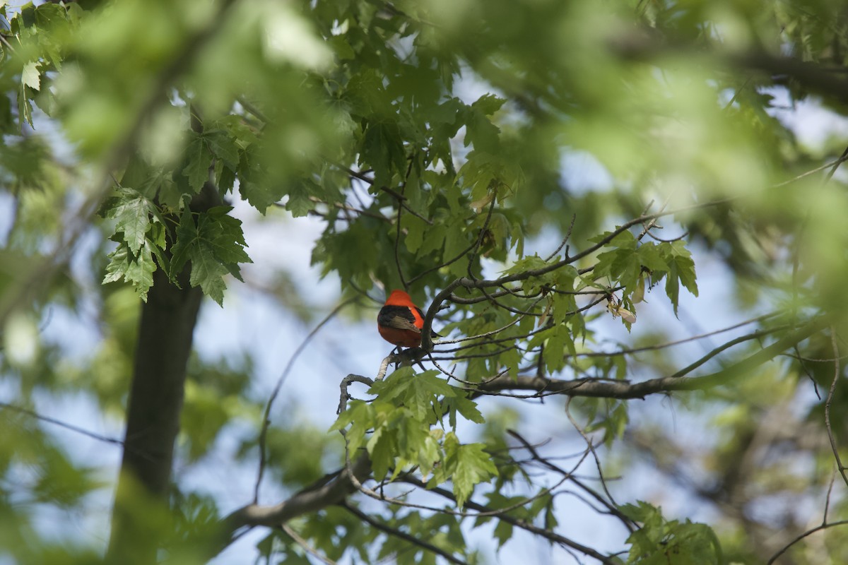 Scarlet Tanager - Paul Miller