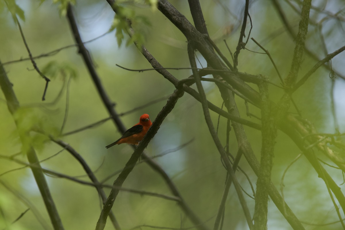 Scarlet Tanager - Paul Miller