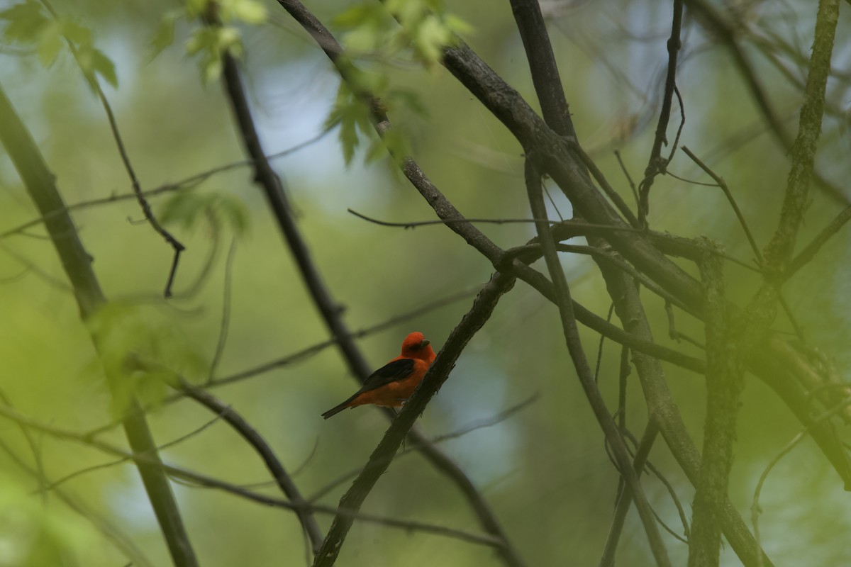 Scarlet Tanager - Paul Miller