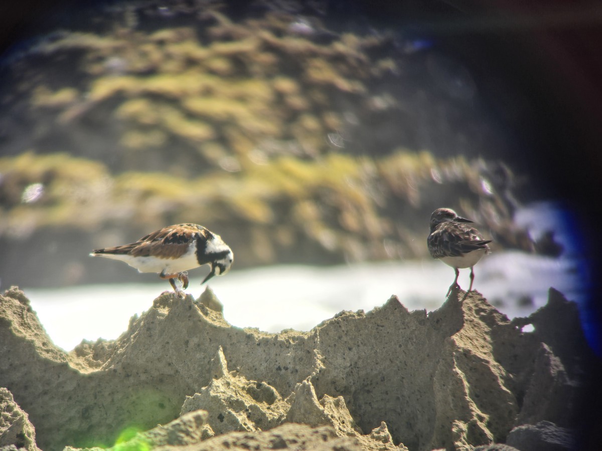 Ruddy Turnstone - ML618814548