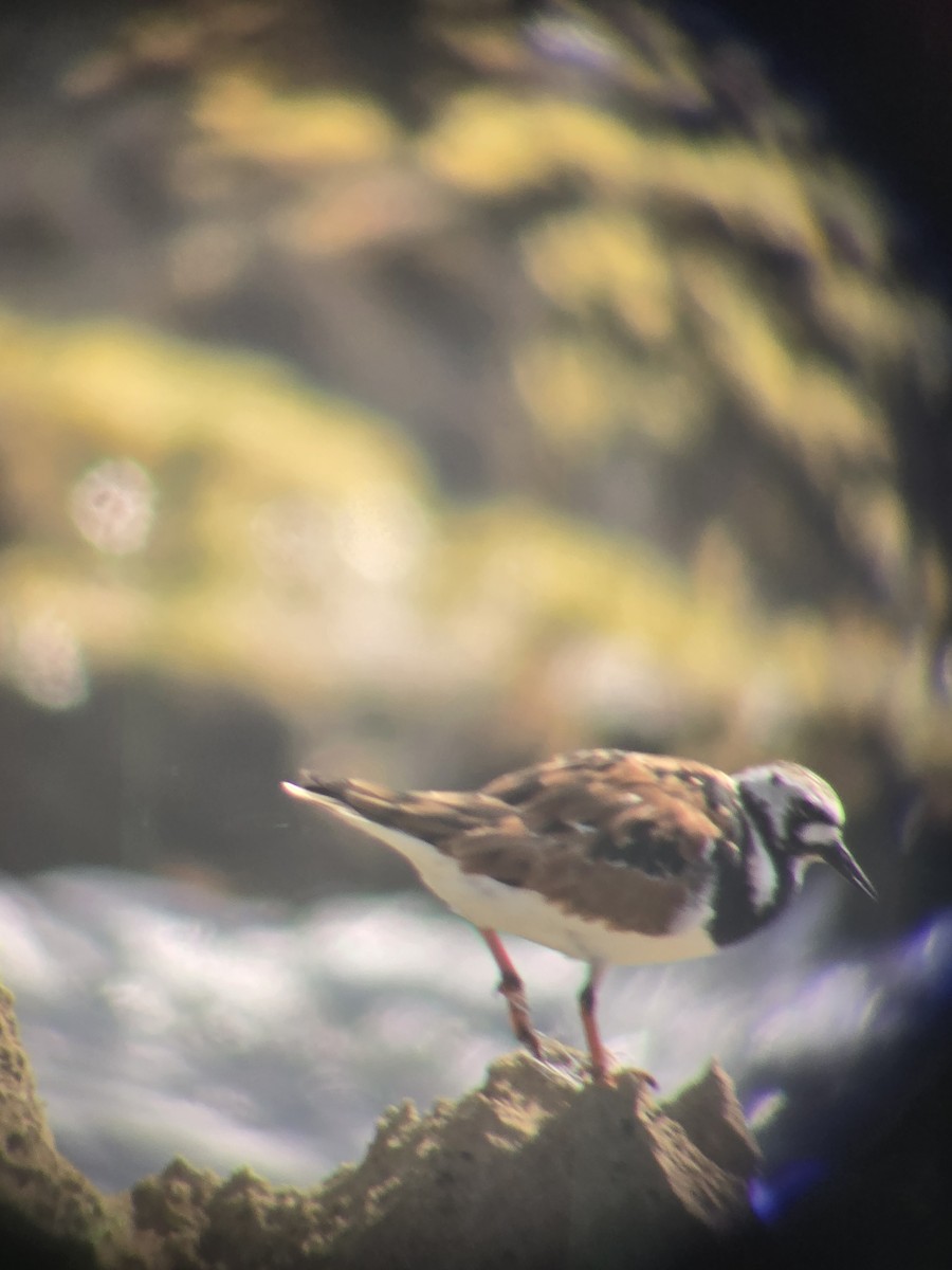 Ruddy Turnstone - Dimaris Colon