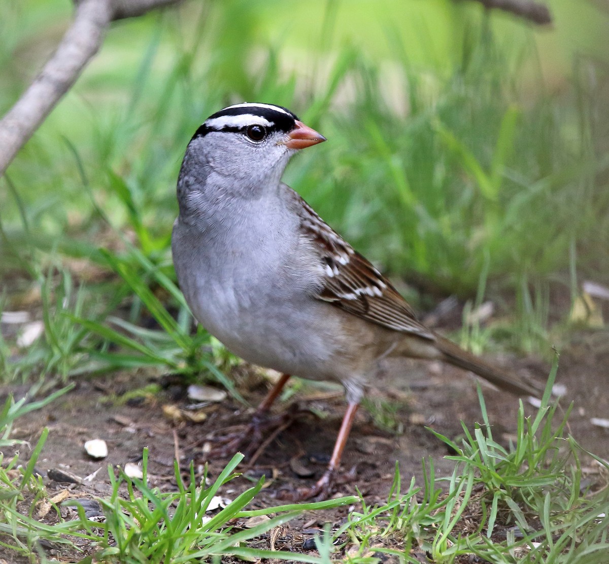 White-crowned Sparrow - Laure Wilson Neish