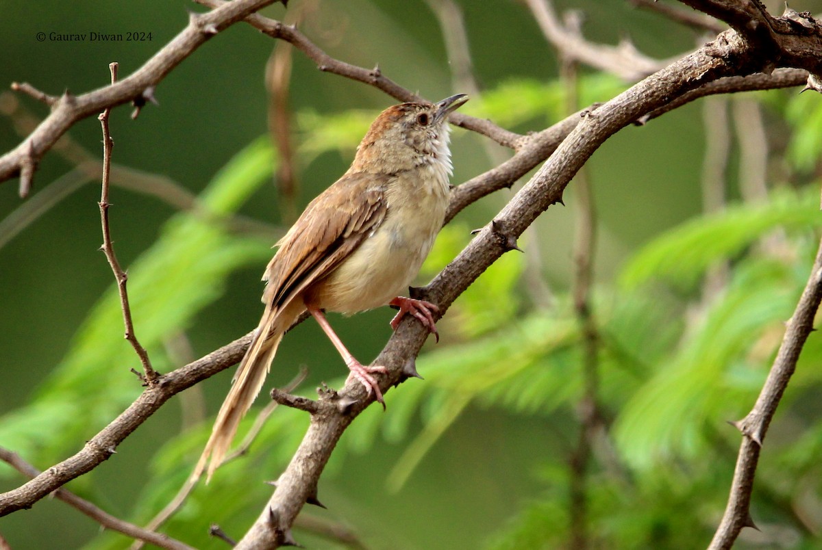 Jungle Prinia - Gaurav Diwan