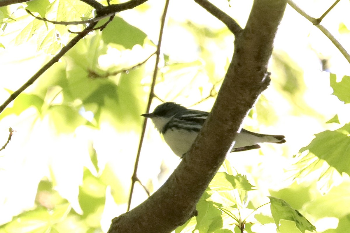 Cerulean Warbler - Justin Della Mora Duquette