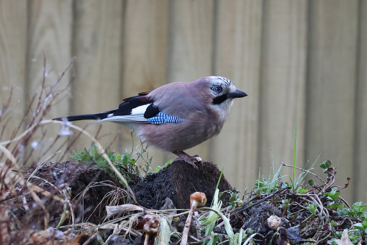 Eurasian Jay - Brendan Ryan