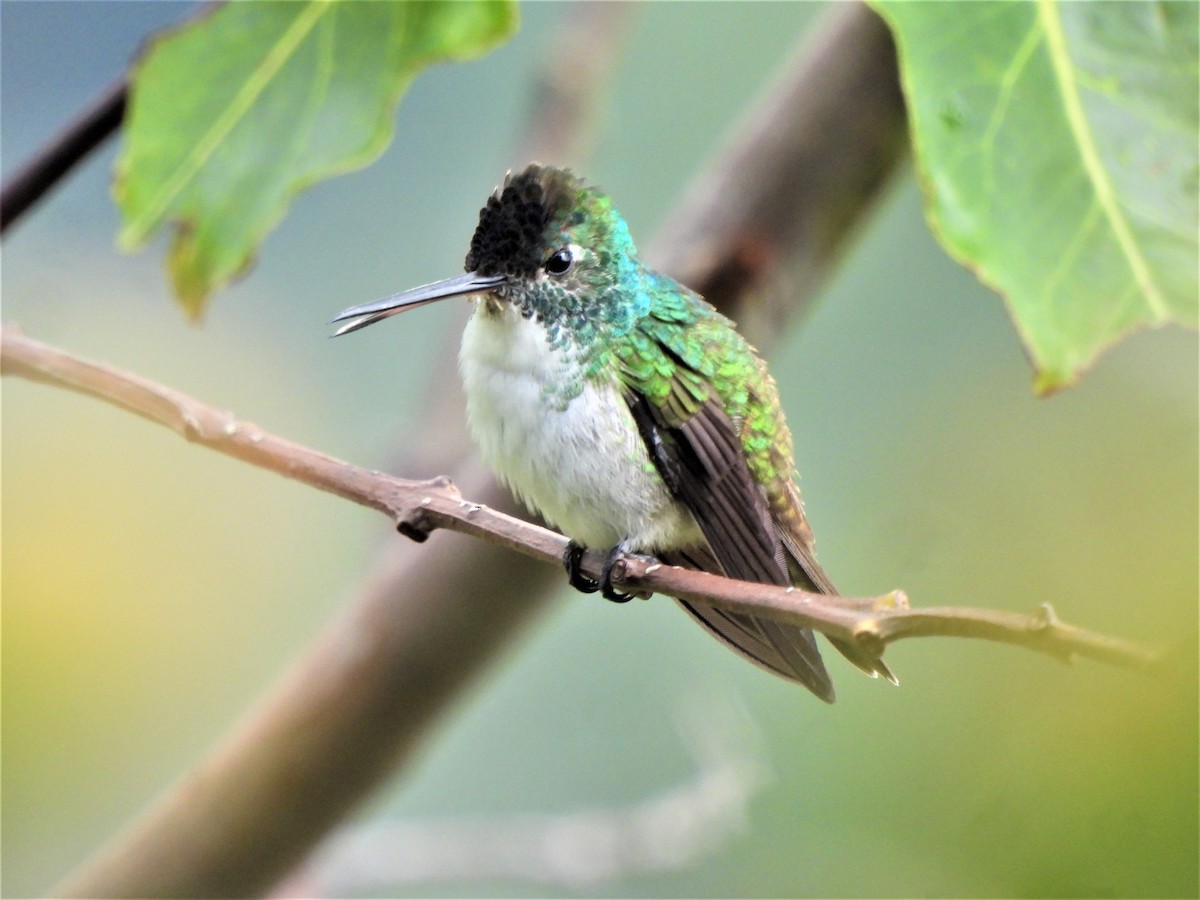 Andean Emerald - Teresita Varon