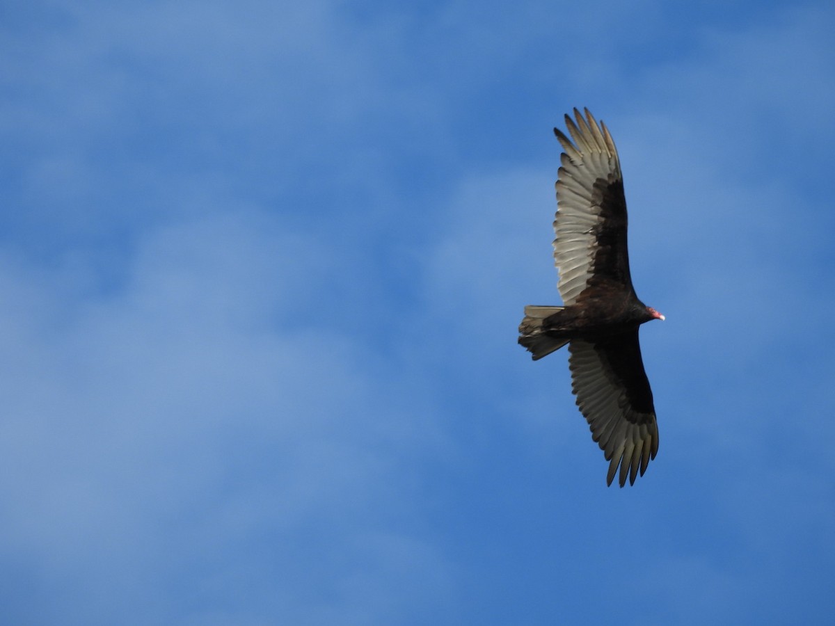 Turkey Vulture - Annik Paquet