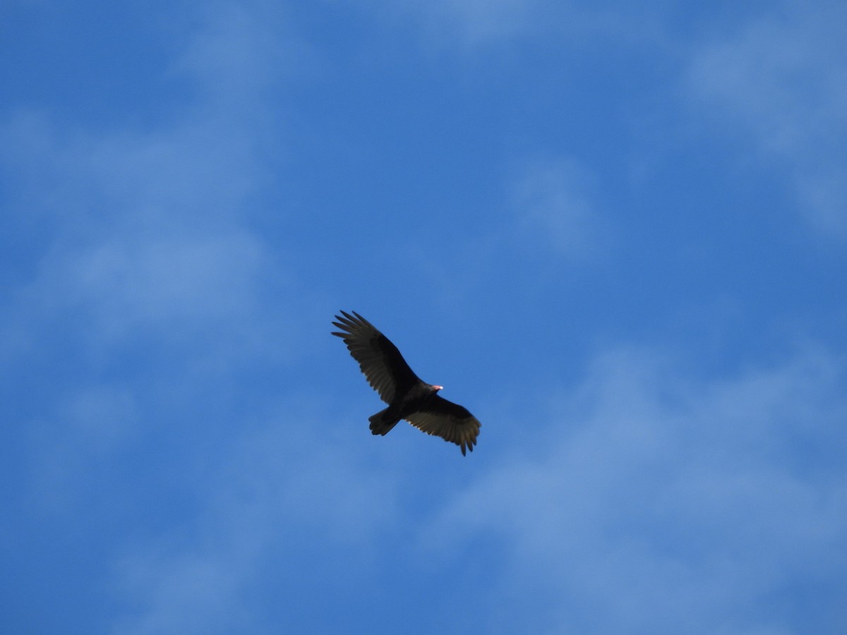 Turkey Vulture - Annik Paquet