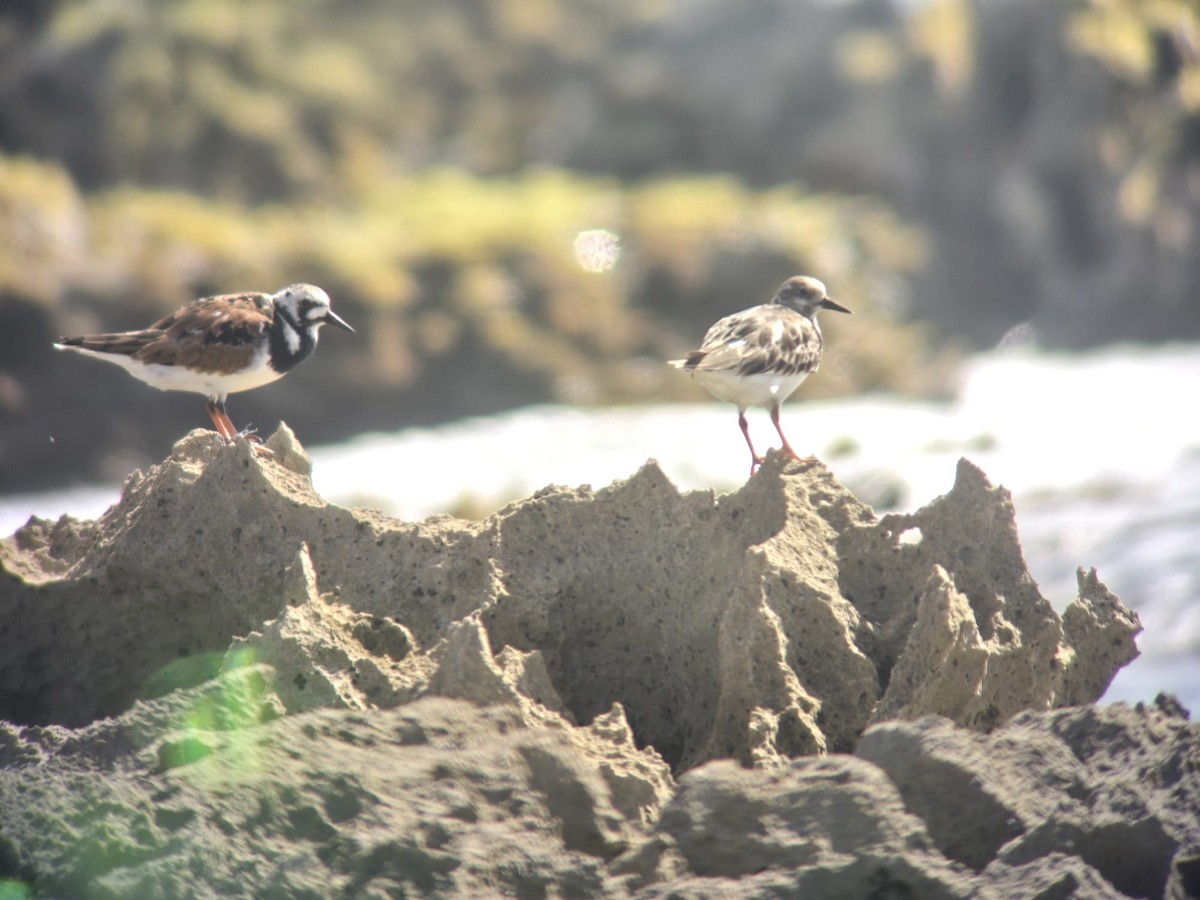 Ruddy Turnstone - Karlyn Grafals Nieves