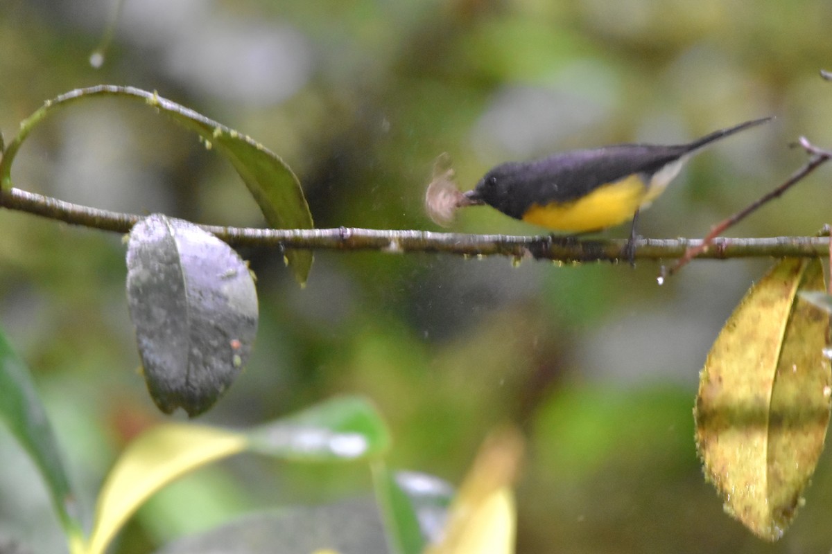 Slate-throated Redstart - Tim Wing