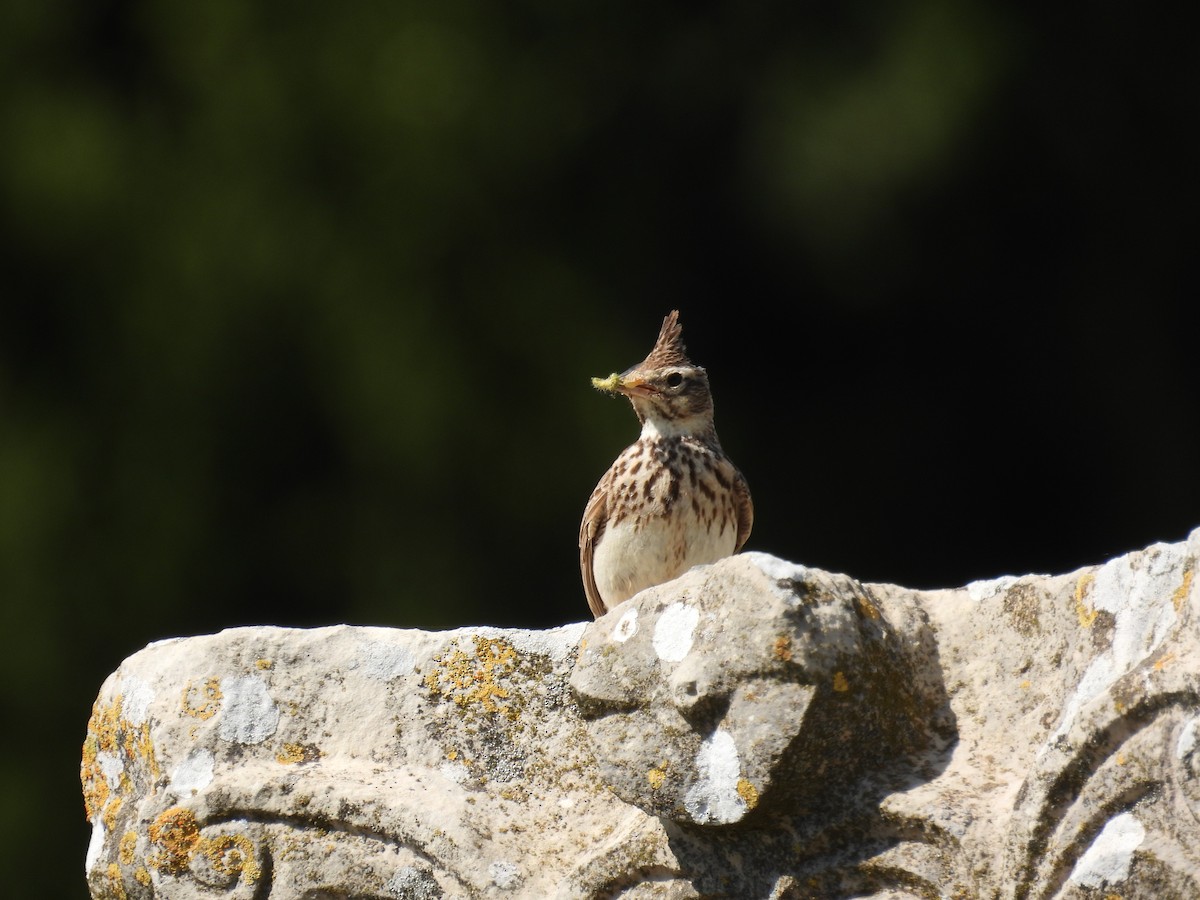 Crested Lark - Jorge Ellis