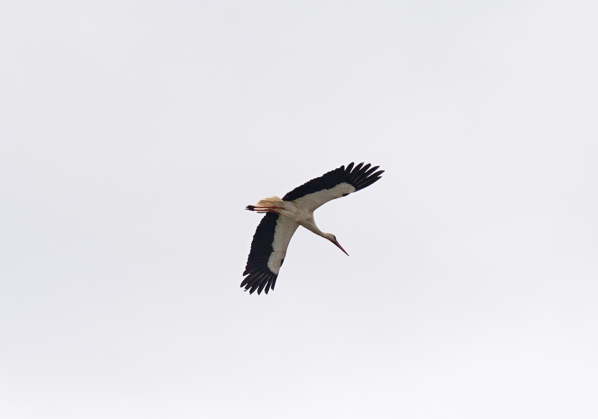 White Stork - Bárbara Morais