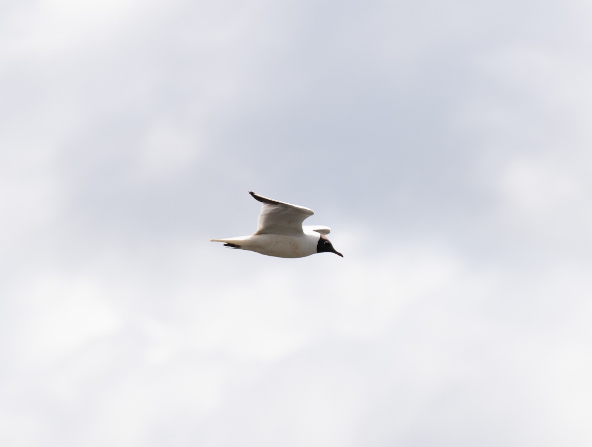 Black-headed Gull - ML618814637