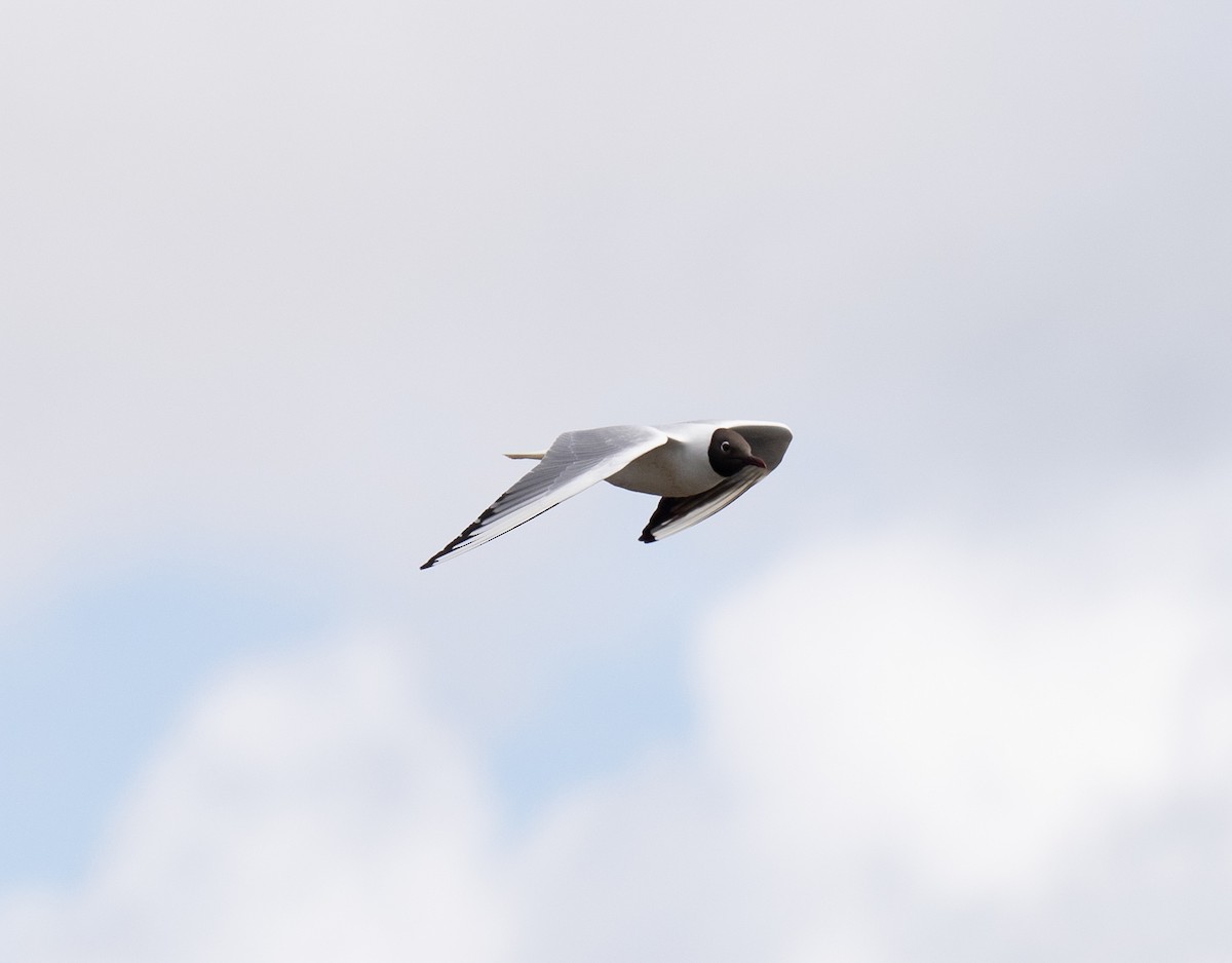 Black-headed Gull - Bárbara Morais