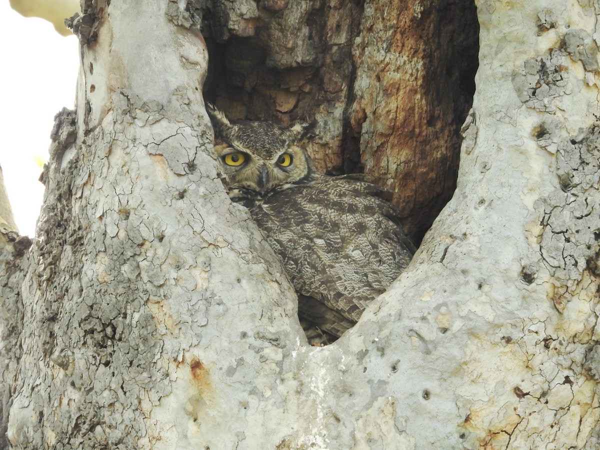 Great Horned Owl - Chuck Schussman