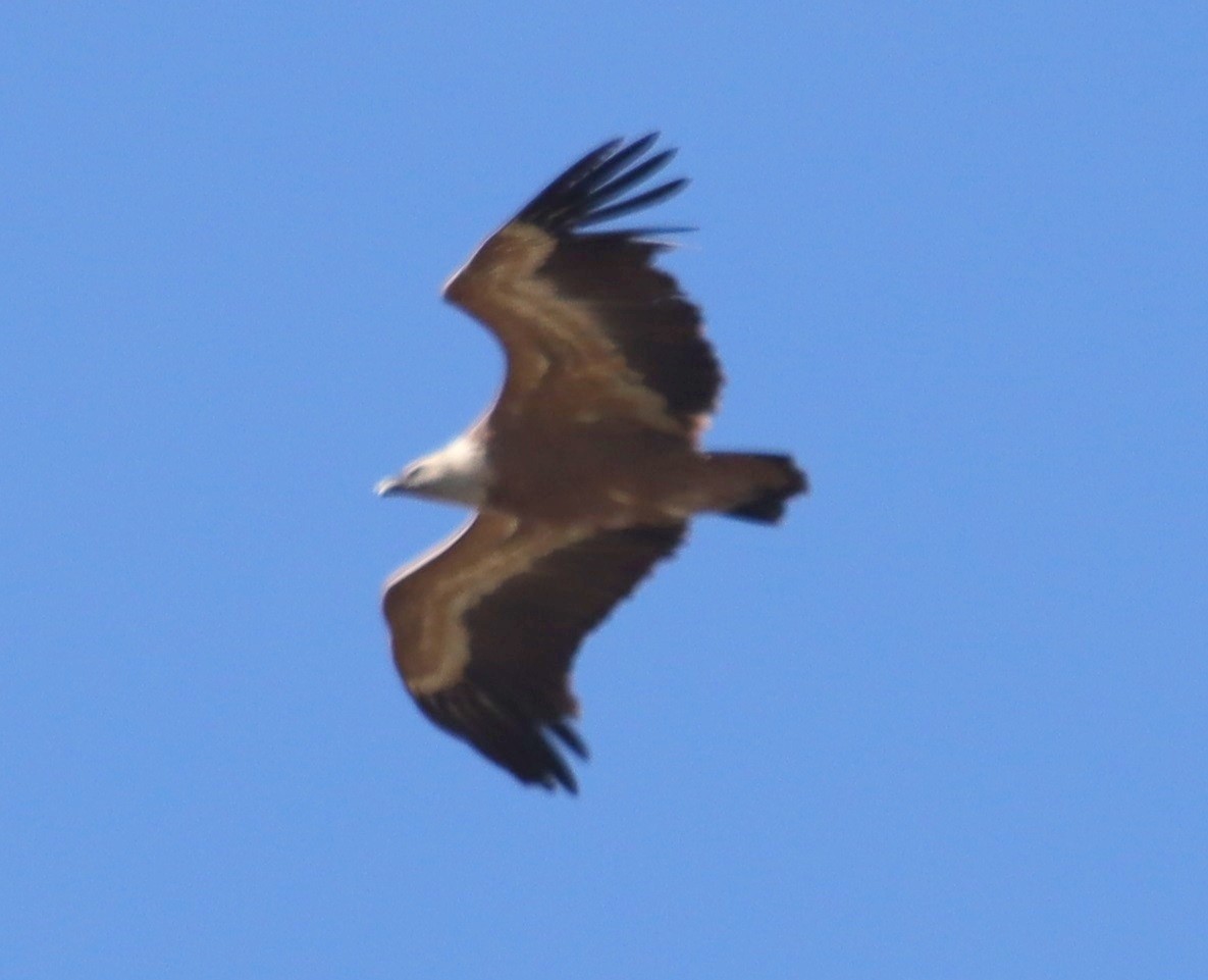 Eurasian Griffon - Edmund Bell