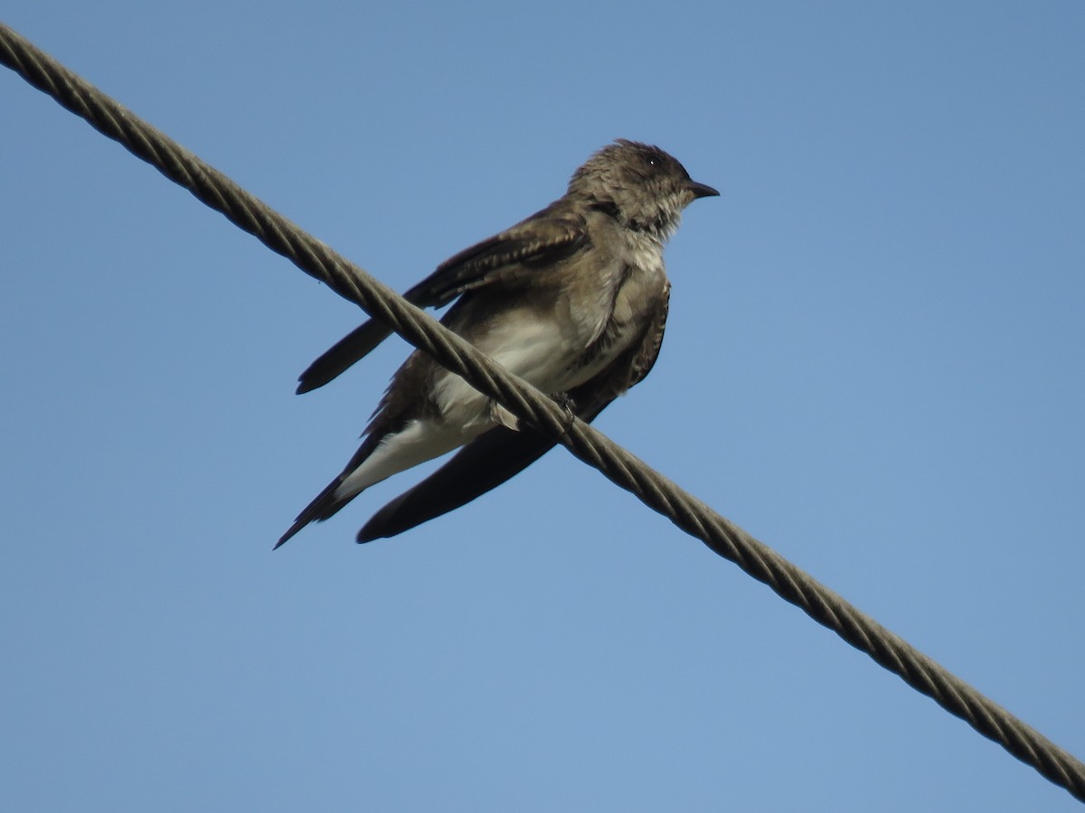 Brown-chested Martin - ML618814675