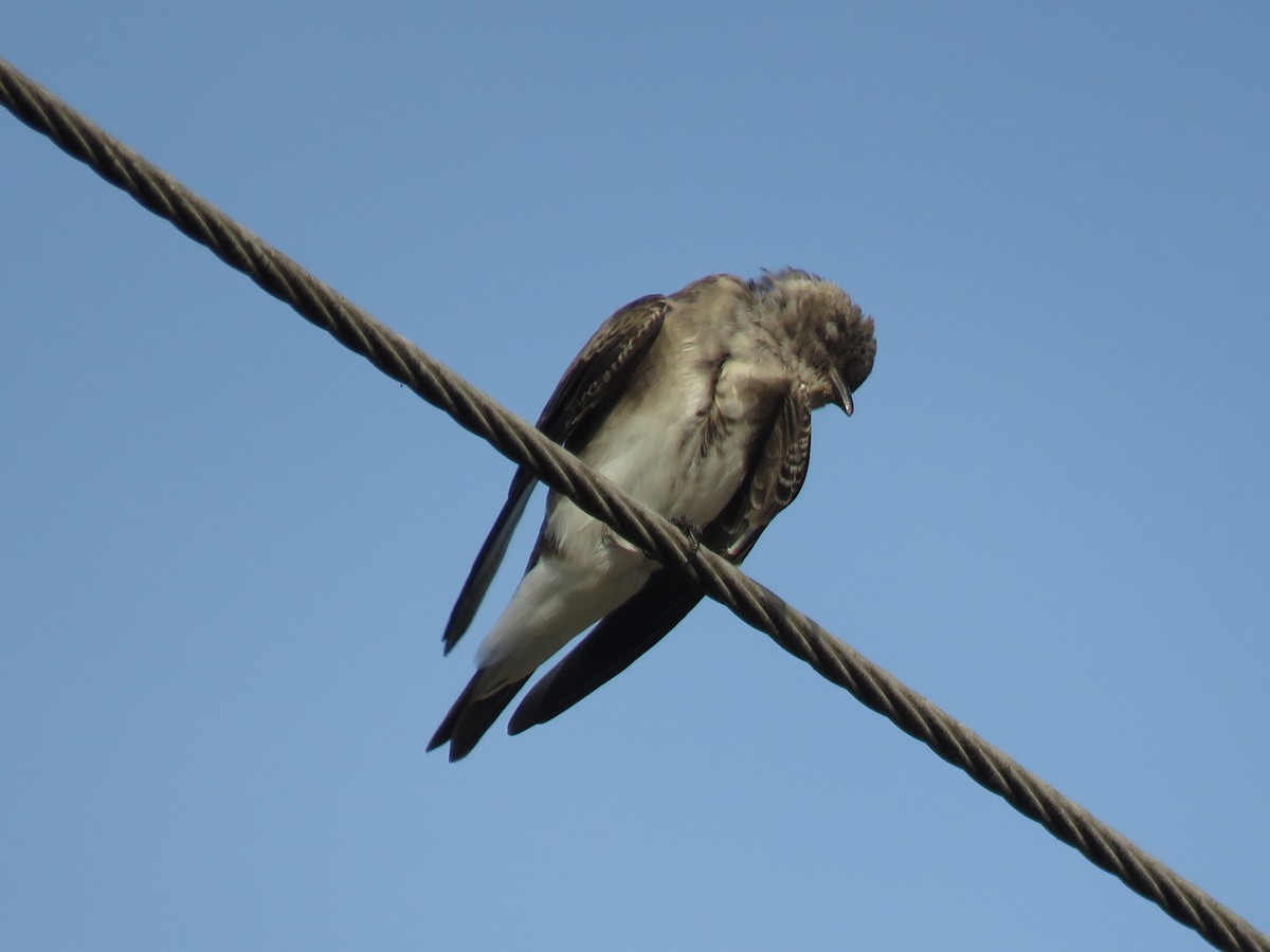 Brown-chested Martin - Romeu Gama