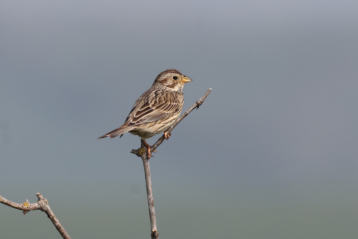 Corn Bunting - Brendan Ryan