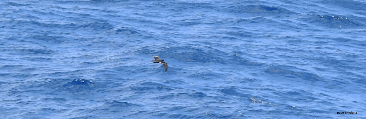 Bulwer's Petrel - Paco Chiclana