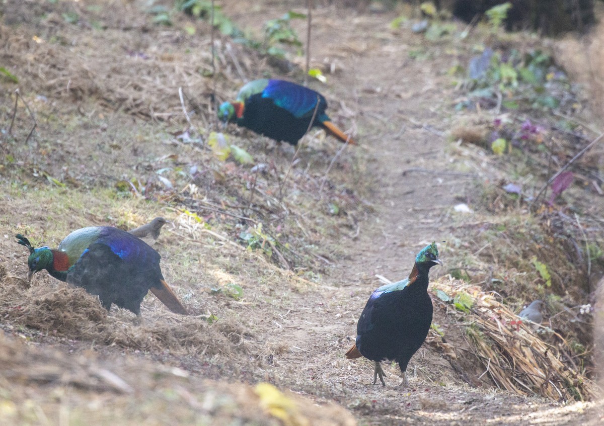 Himalayan Monal - ML618814699