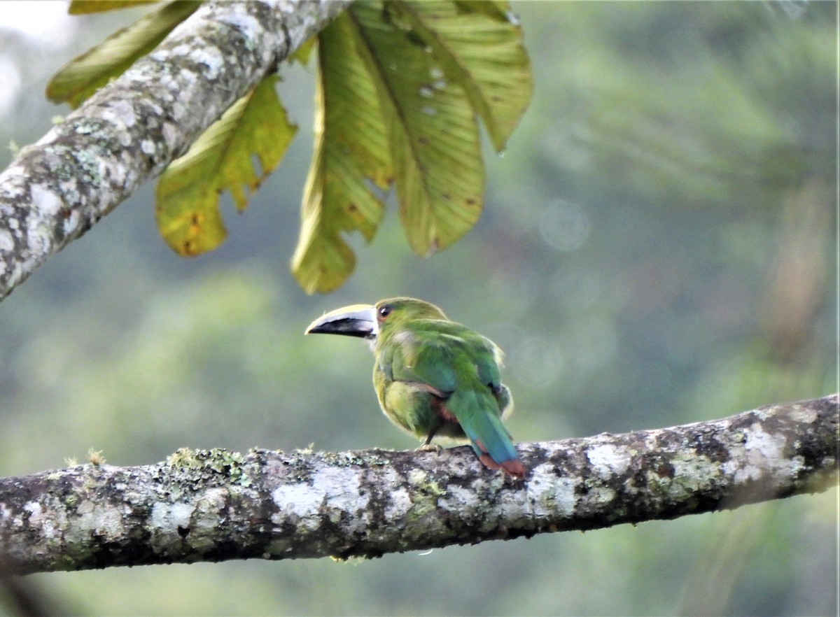 Southern Emerald-Toucanet - Teresita Varon